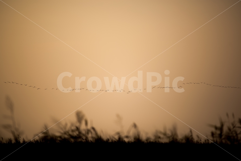 노을,철새,풍경,감성사진,거전리,자연,풍경,nature,landscape,실루엣,그림자,silhouette,shadow,감성,sensible,feeling,weather,날씨