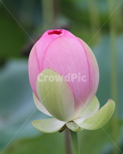 연,연꽃,식물,약용식물,lotus,식물,자연,plants,nature,꽃,flower