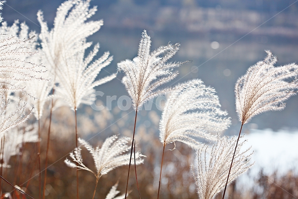 갈대,억새,풀,갈대꽃,식물,자연,공원,가을,계절,fall,autumn,season