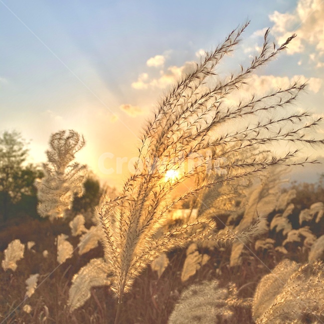 grass,잔디,plant,식물,갈대,하늘