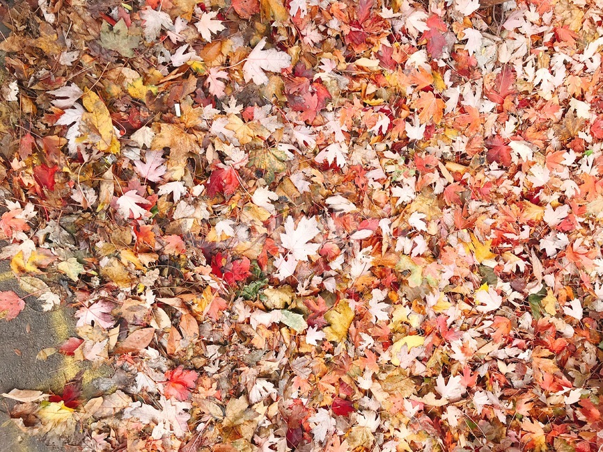 가을,낙엽,길바닥,낙엽바닥,단풍,주황,가을,계절,fall,autumn,season,leaf,잎,plant,식물,ground,바닥