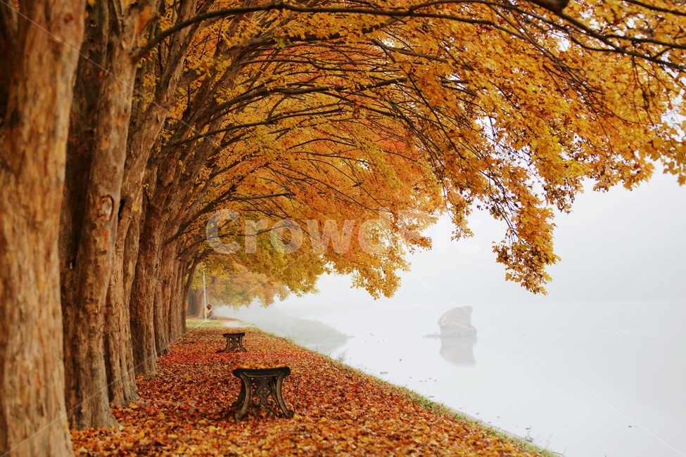 단풍,송호리,국민관광지,가을,풍경,가을,계절,fall,autumn,season,자연,풍경,nature,landscape,한국자연풍경,한국자연경관,korea nature landscape,tree,나무,plant,식물,tree trunk,나무 줄기