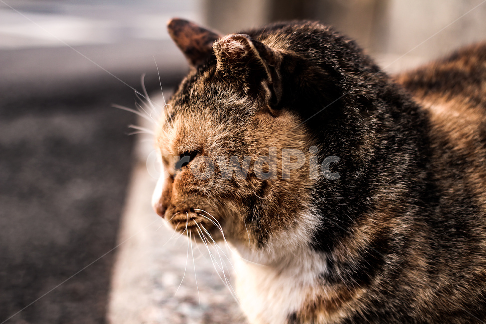 냥냥이,고양이,길고양이,반려묘,동물,일상,여유,동물,animal,포유류,mammal,고양이,cat,kitten,kitty