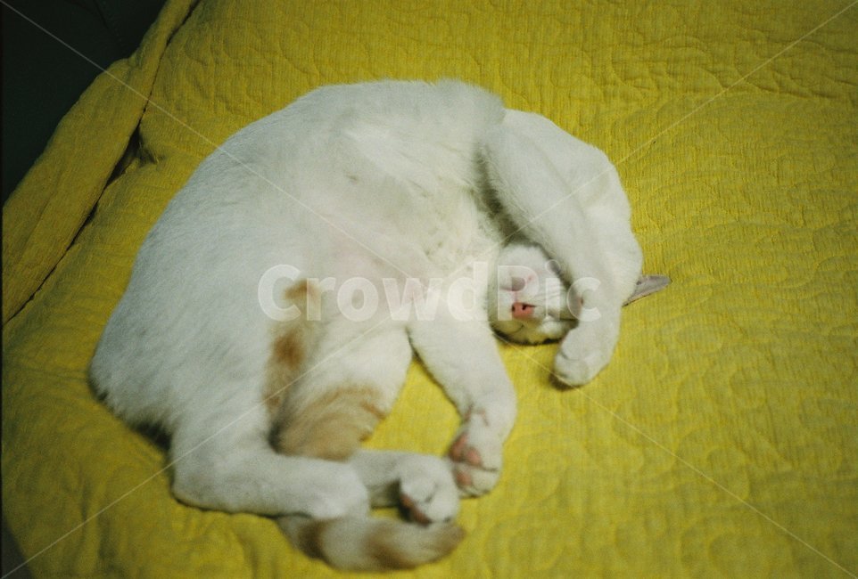 필름,필름사진,film,동물,고양이,cat,pet,반려동물,애완동물,포유류,animal,동물,animal,포유류,mammal,고양이,cat,kitten,kitty