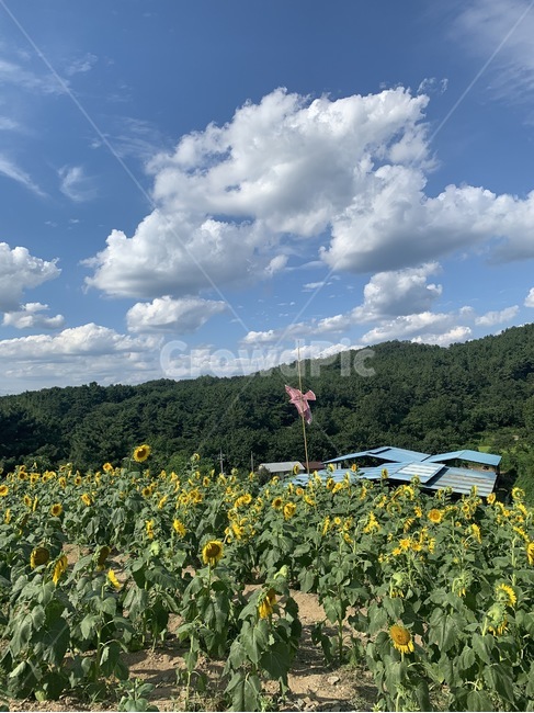자연,하늘,해바라기,밭,농장,시골,들,옥외,목초지,농촌,grassland,outdoors,field,nature,countryside,farm,rural,meadow,sunflower,blossom,plant,식물,꽃,flower