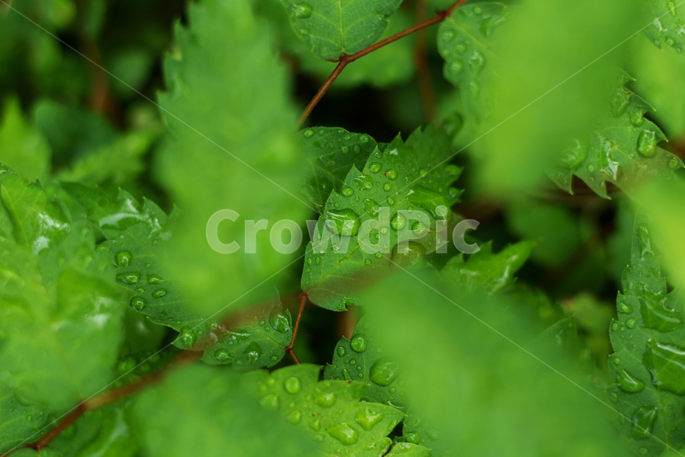 wetlesves,leaf,물방울,잎사귀,나뭇잎