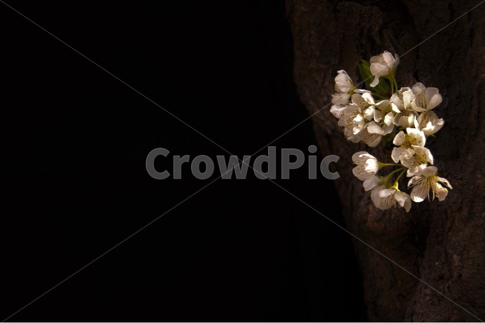 꽃,벚꽃,봄,봄꽃,cherryblossom,봄,계절,spring,season,야경,밤,풍경,nightscape,night,landscape,식물,자연,plants,nature,꽃,flower,plant