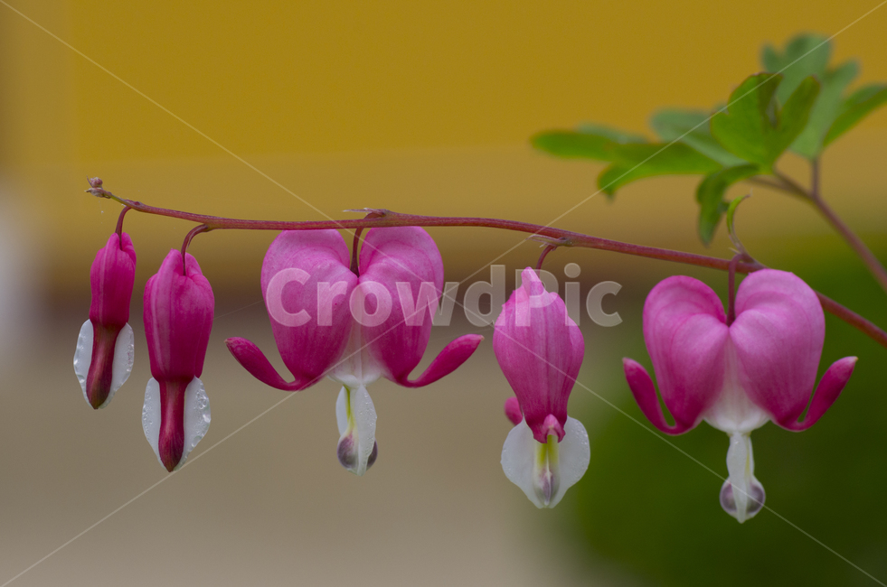 여름,꽃,금낭화,분홍꽃,풀잎,감정,감성,자연,계절,뷰티,beauty,macro,closeup,접사,매크로,확대,여름꽃,클로즈업