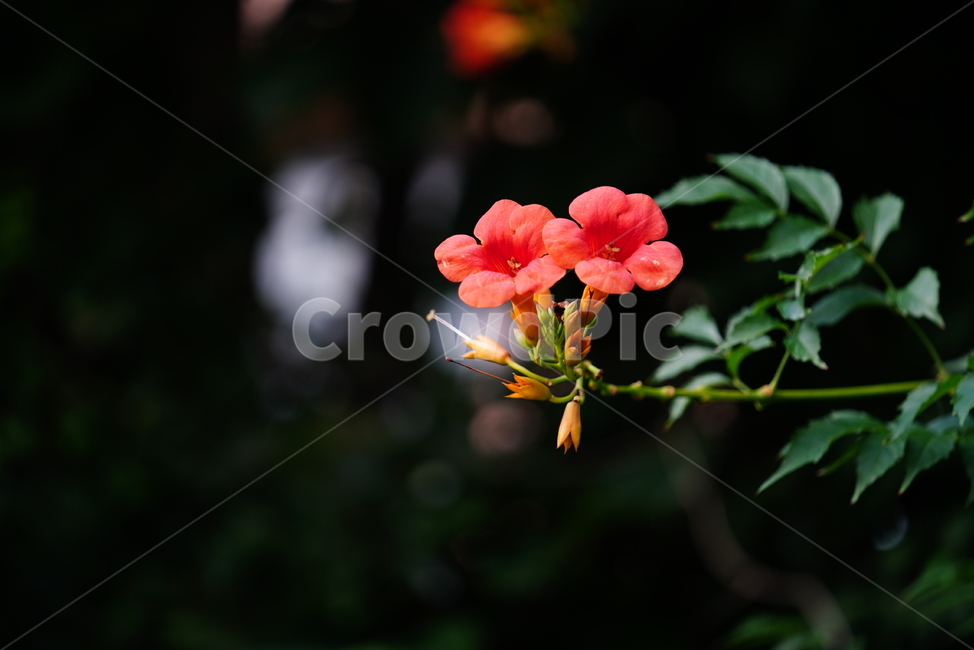 꽃,플라워,자연,식물,생물,생명,flower,plant,식물,자연,plants,nature,꽃,flower