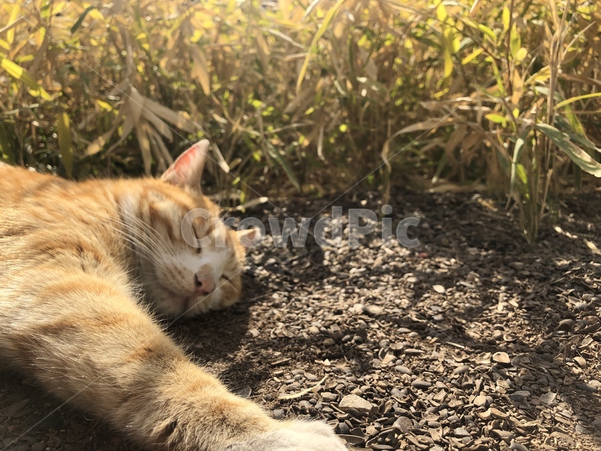 고양이,길고양이,길냥이,cat,streetcat,straycat,adorable,wildcat,kitty,cute,animal,동물,동물,animal,포유류,mammal,고양이,cat,kitten,kitty