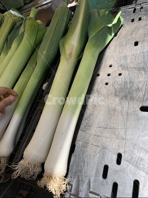 대파,채소,호주산,leek,vegetable,장사