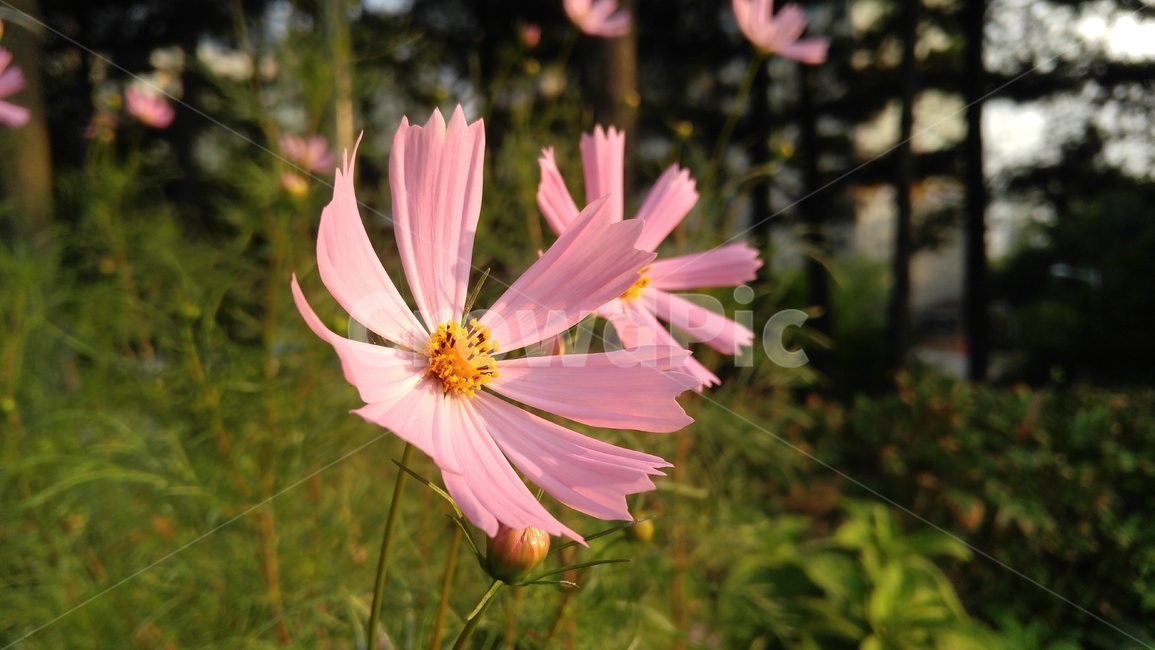 코스모스,꽃,분홍꽃,분홍색,꽃잎,식물,녹색,plant,cosmos,pollen,식물,자연,plants,nature,꽃,flower