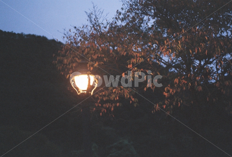 저녁,가로등,불빛,낙엽,필름사진,NikonEM,가을,계절,fall,autumn,season,야경,밤,풍경,nightscape,night,landscape,식물,자연,plants,nature,나무,trees,wood
