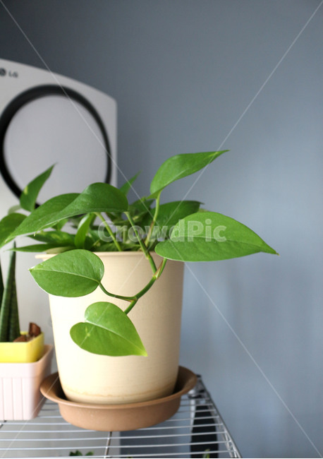 plant,식물,leaf,잎,화분,초록,이파리,실내,화초,하트,공기청정,습도조절,식목일,스킨답서스
