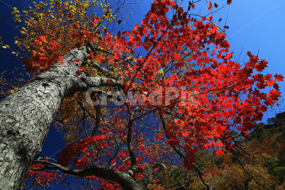 단풍,하늘,파란,가을,설악산,주전골,가을,계절,fall,autumn,season,leaf,잎,plant,식물,tree,나무,maple
