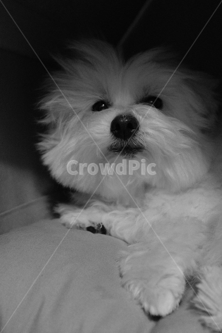 강아지,동물,anlmal,pup,흑백,동물,animal,포유류,mammal,개,강아지,dog,doggy,흑백,모노톤,monochrome,black and white