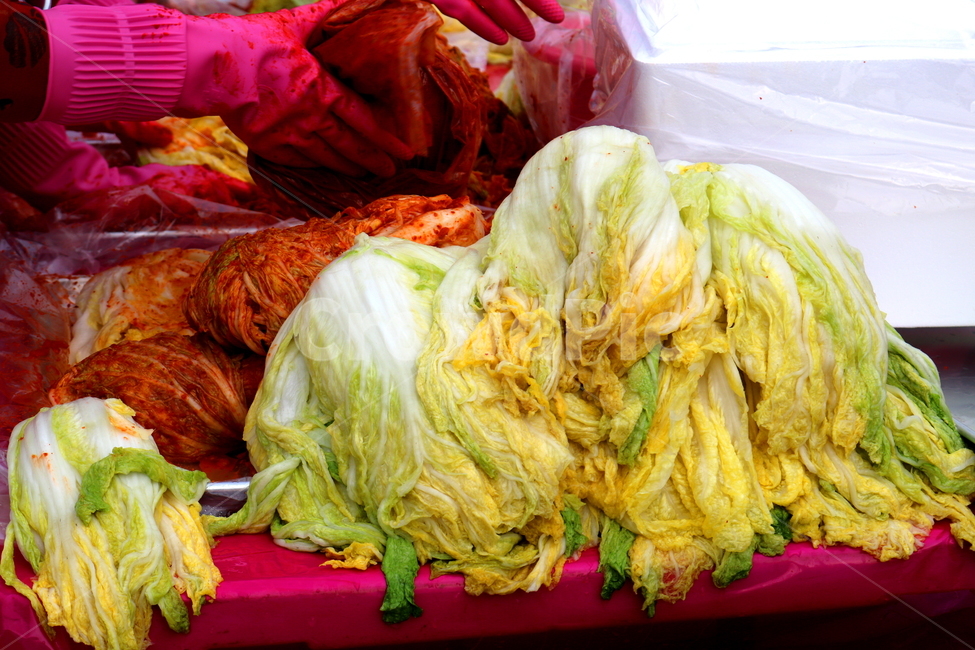 김치,김장,김장김치,배추,절임배추,배추김치,김장철,겨울,음식,식재료,요리,food,cook,meal,dishes,food reserves,채소,야채,vegetables,한식,한국음식,한국요리,korean food,korean dishes,korean meal,korean cook