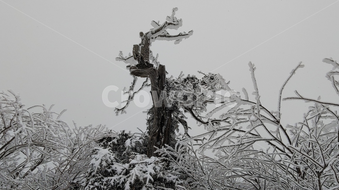 산,설경,풍경,겨울,나무,겨울,계절,winter,season,식물,자연,plants,nature,나무,trees,wood