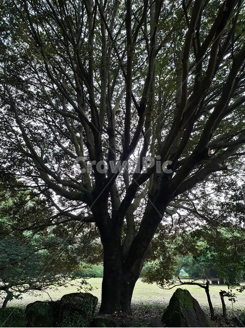 구실잣밤나무,나무,식물,고목,풍경,식물,자연,plants,nature,나무,trees,wood
