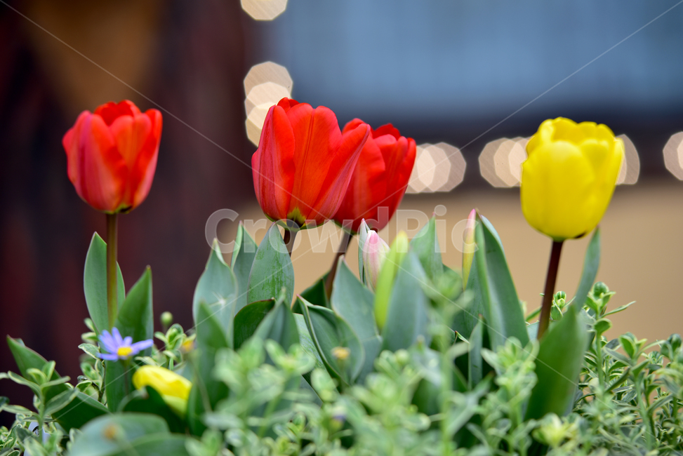 튜울립,튤립,꽃,식물,튤립꽃,blossom,flower,plant,tulip,식물,자연,plants,nature,꽃,flower