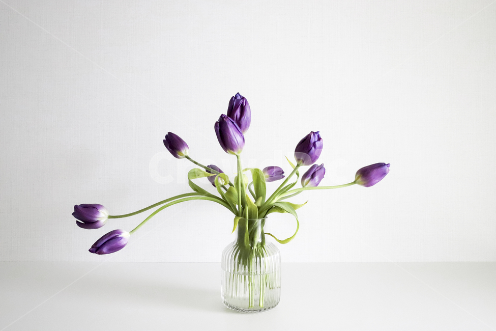 꽃,튤립,꽃집,식물,화초,화훼,flower,blossom,plant,식물,자연,plants,nature,꽃,flower