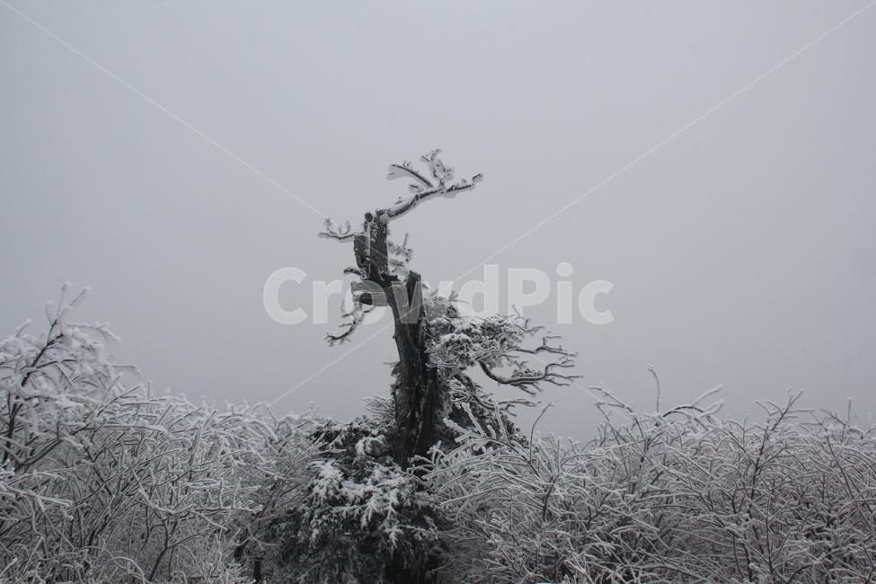 산,설경,풍경,겨울,나무,겨울,계절,winter,season,식물,자연,plants,nature,나무,trees,wood