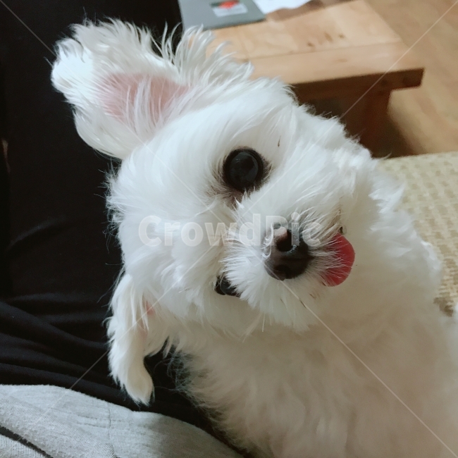 강아지,말티즈,개,반려견,애완견,애완동물,반려동물,동물,animal,포유류,mammal,개,강아지,dog,doggy