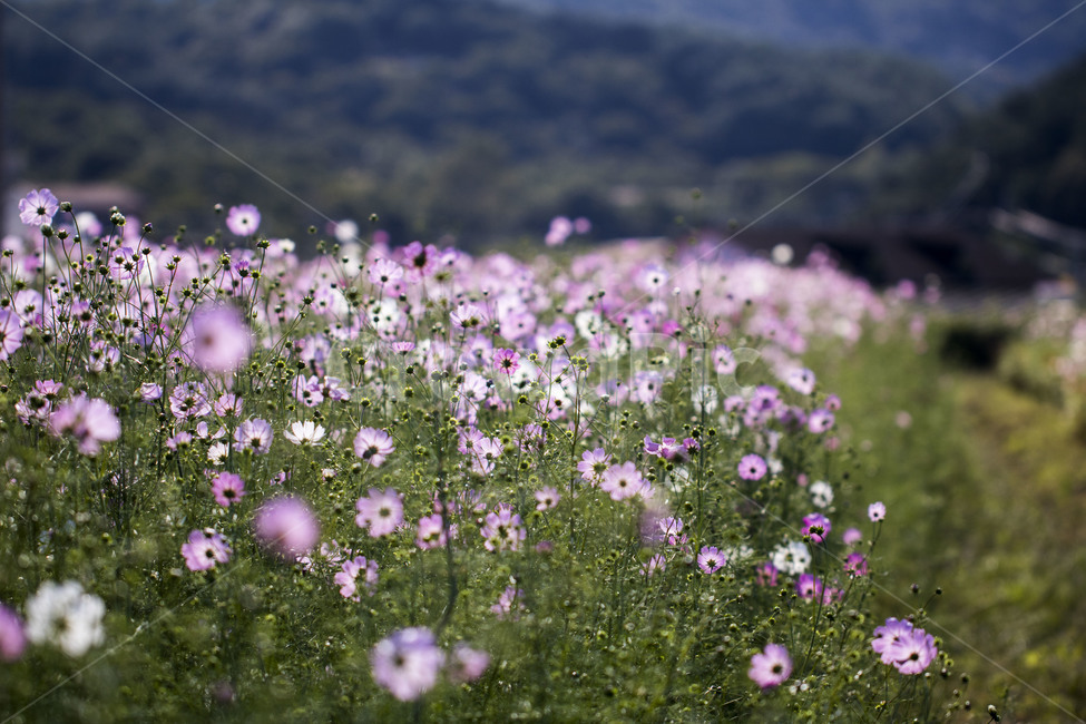 코스모스,꽃,꽃밭,산,식물,가을,가을,계절,fall,autumn,season,식물,자연,plants,nature,꽃,flower,blossom,anemone,아네모네,plant,geranium,제라늄