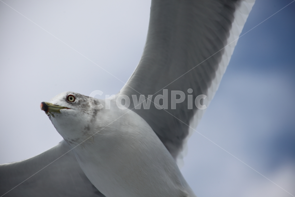 갈매기,바다새,대형조류,commongull,mewgull,동물,animal,조류,새,birds