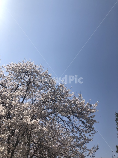꽃,벚꽃,벚꽃나무,하늘,봄,봄,계절,spring,season,자연,풍경,nature,landscape,plant,식물,flower,blossom