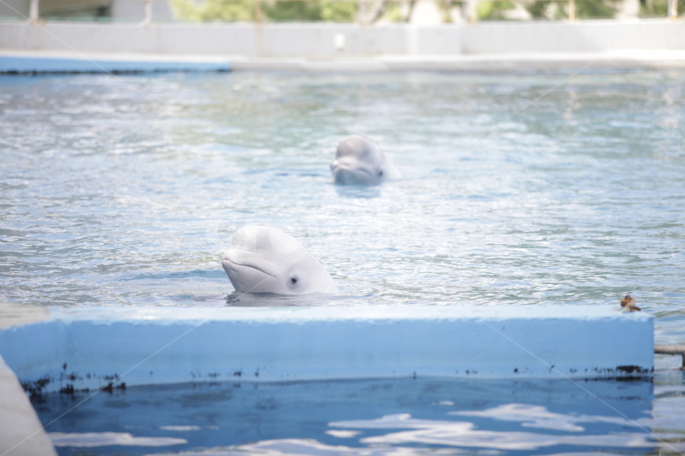 흰고래,벨루가,고래,돌고래,동물,포유류,해양포유류,수족관,아쿠아리움,동물,animal,포유류,mammal