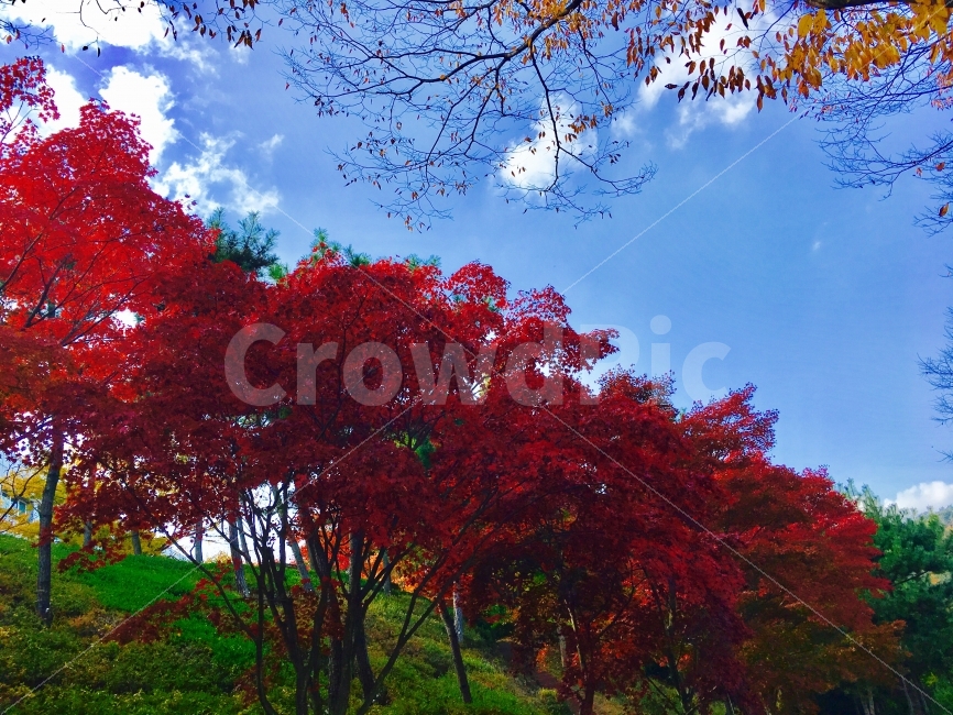 가을,단풍,가을하늘,하늘,나뭇가지,가을,계절,fall,autumn,season,자연,풍경,nature,landscape,식물,plants,나무,trees,wood,tree,plant,maple,leaf,잎
