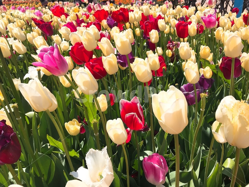 꽃,flower,튤립,blossom,식물,plant,식물,자연,plants,nature,꽃,flower