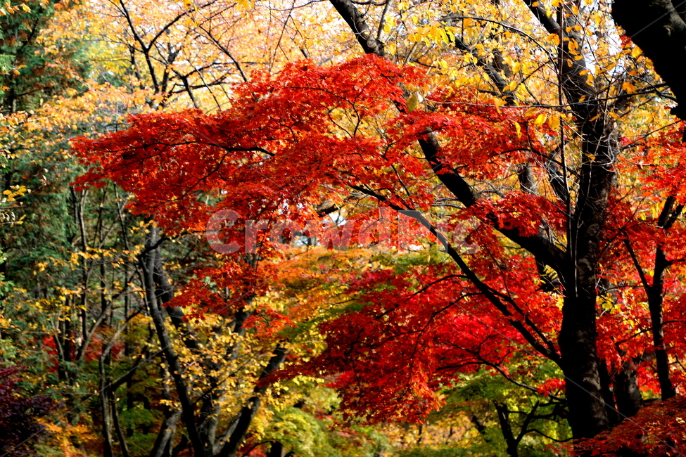 가을,단풍,계절,풍경,산,가을,계절,fall,autumn,season,식물,자연,plants,nature,나무,trees,wood,plant,leaf,잎,tree,maple