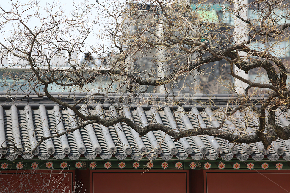 궁,창덕궁,나무,palace,tree,한국전통,한국문화,korean traditional,korean culture,식물,자연,plants,nature,나무,trees,wood,건축물,건물외관,exterior,building,structure,architecture,construction