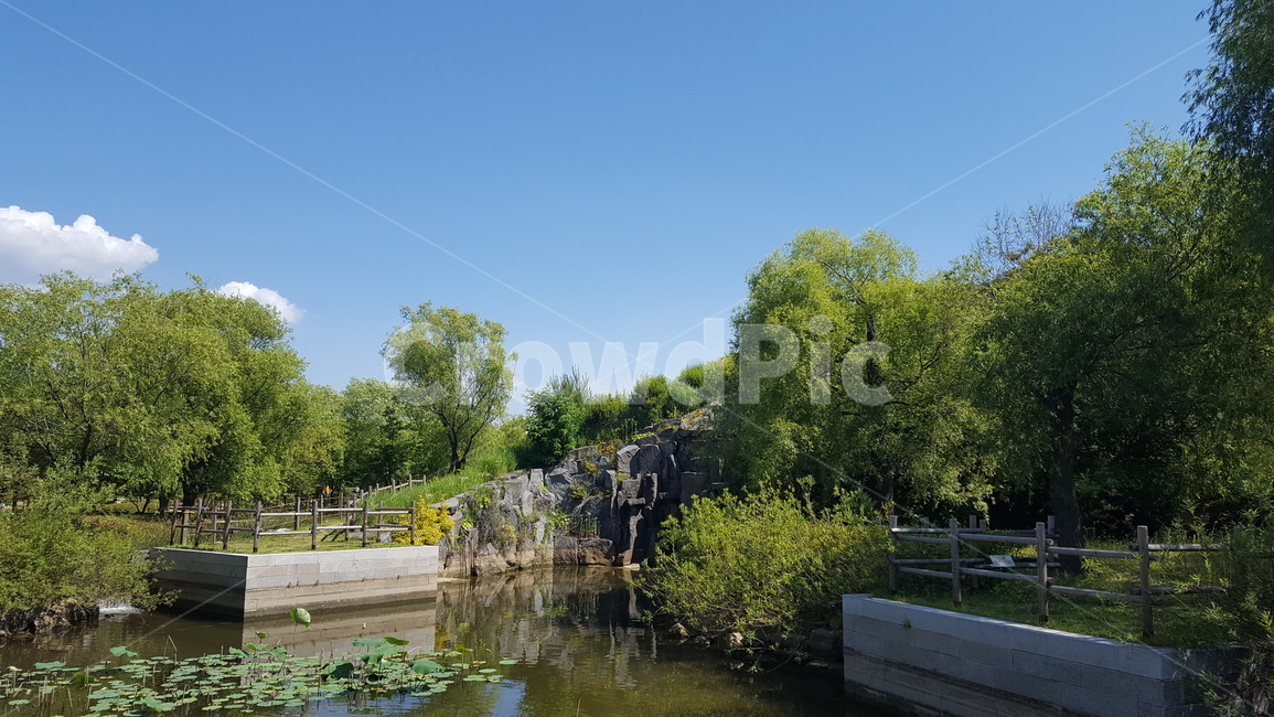 자연,연못,연꽃,푸른하늘,푸르름,nature,pond,lotus,bluesky,green