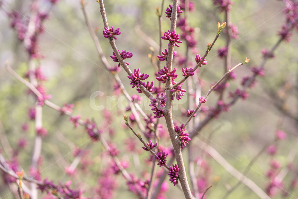 봄,나무,꽃나무,꽃봉오리,자주색,봄,계절,spring,season,식물,자연,plants,nature,꽃,flower,plant