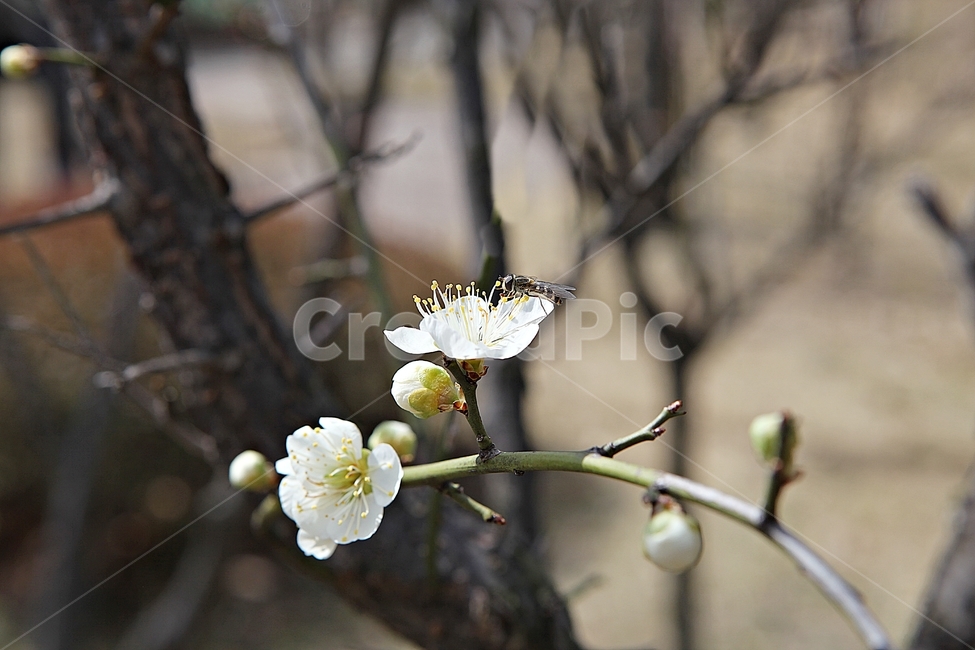 매화,매화꽃,꽃,꽃잎,봄꽃,봄,매화나무,식물,식물,자연,plants,nature,꽃,flower