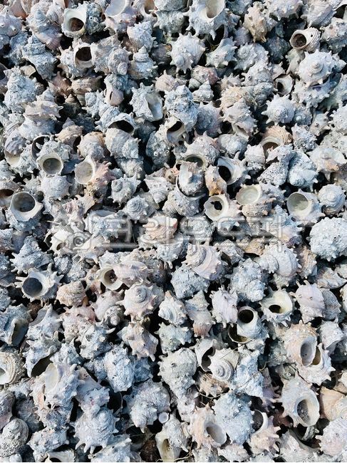 conch,A lot of conches,pile,tomb,conch shell,marine life