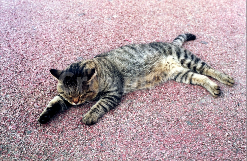 고양이,동물,애묘,길냥이,귀여움,동물,animal,포유류,mammal,고양이,cat,kitten,kitty
