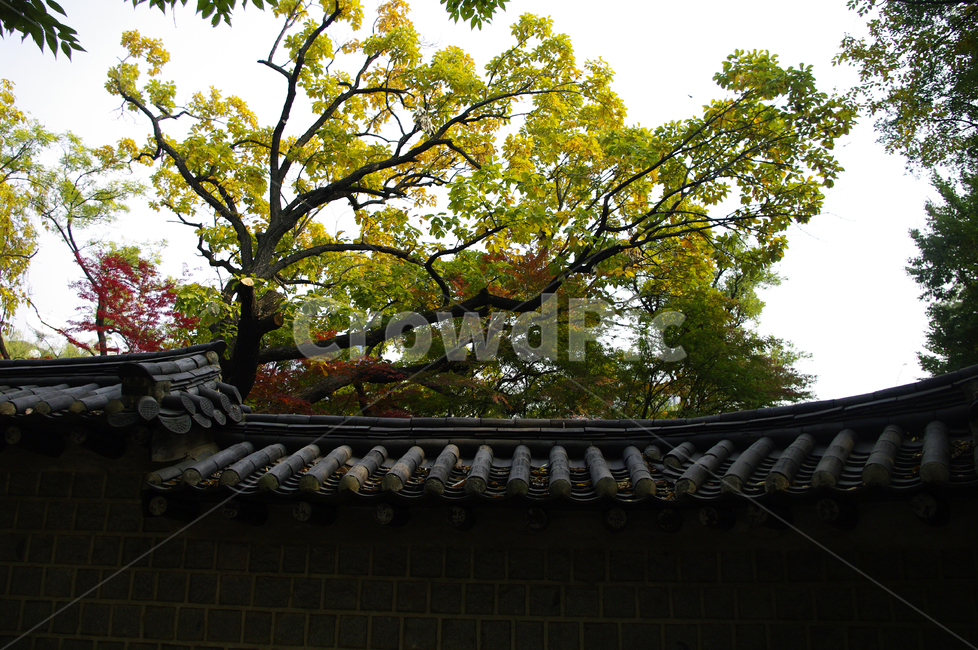 건축,전통건축,traditional,전통,기와지붕,나무,식물,plant,가을,단풍,가을,계절,fall,autumn,season,한국전통,한국문화,korean traditional,korean culture,건축물,건물외관,exterior,building,structure,architecture,construction,tree