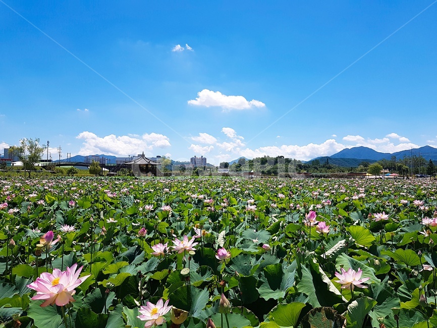 연꽃,자연,여름,하늘,flower,outdoors,꽃,식물,plant