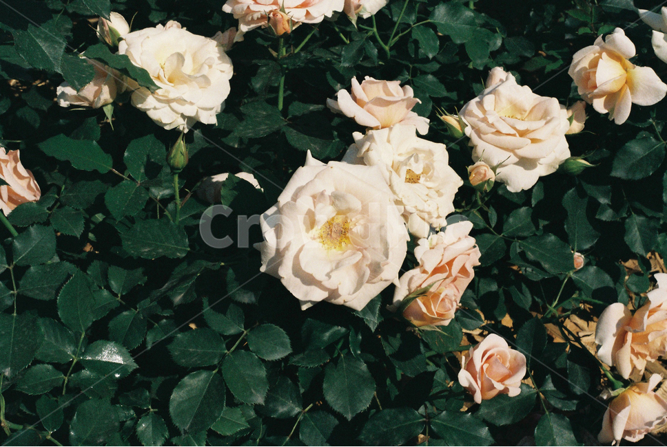 식물,장미,장미꽃,꽃,축제,필름사진,감성,필카,plant,rose,flower,film,식물,자연,plants,nature,꽃,flower