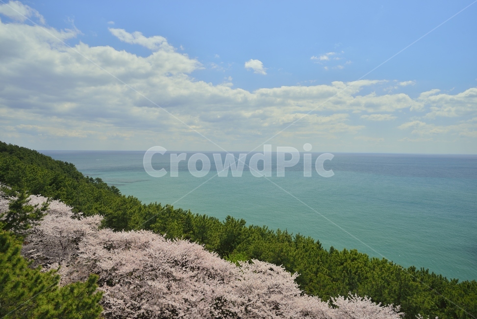 봄,벚꽃,부산,바다,하늘,자연,풍경,nature,landscape,plant,식물,flower,꽃,blossom