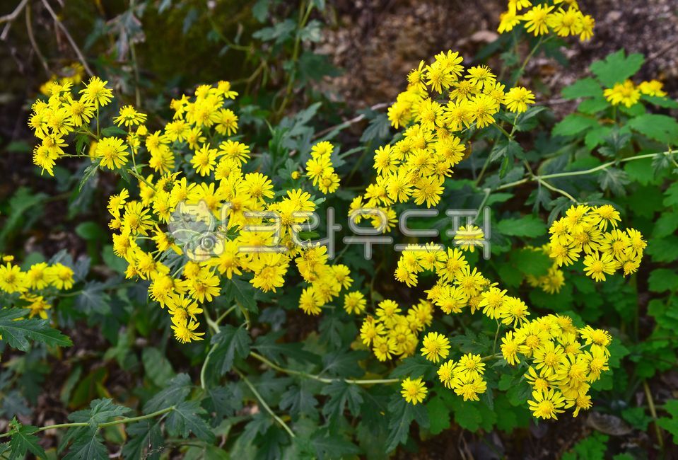 산국,들국화,야생화,산야초,가을꽃,우리꽃,토종,노랑색꽃,식물,꽃,블라썸,flower,국화과,초본,자연,배경,백그라운드