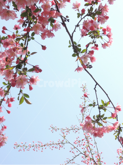 봄,벚꽃,겹벚꽃,꽃송이,핑크,나뭇가지,그림같은,하늘,계절,자연,꽃잎,spring,cherryblossom,season,bloom,flower,sky,floral,petal,blossom,picturesque,sakura,pink,blooming,봄,계절,spring,season,식물,자연,plants,nature,꽃,flower,plant,cherry blossom