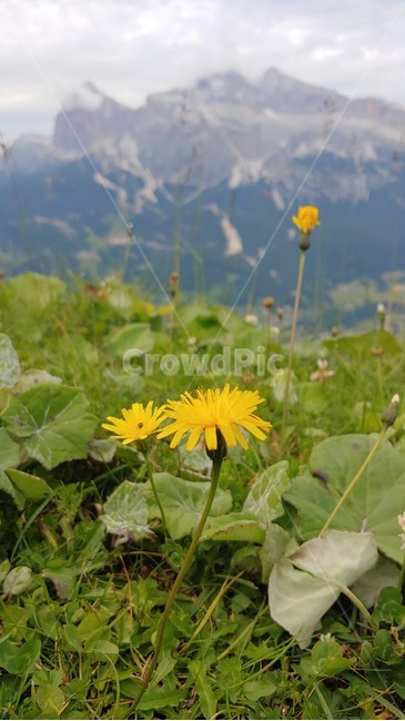 민들레,산악지역,돌로미테,고산지역,들꽃,plant,식물,식물,자연,plants,nature,꽃,flower