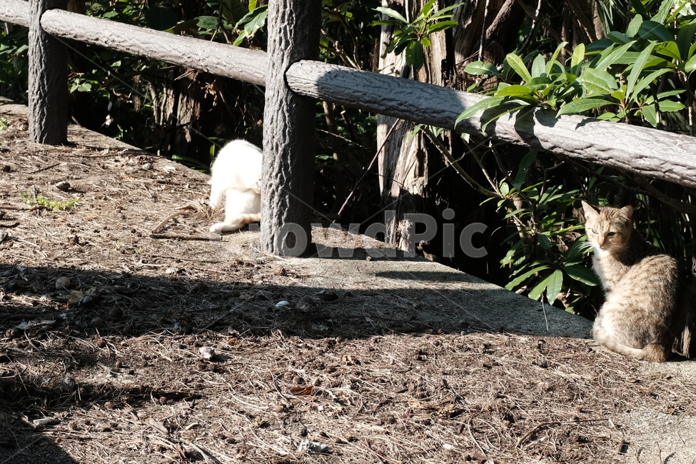 고양이,귀여운,작은고양이,cat,반려동물,애완동물,동물,animal,포유류,mammal,고양이,cat,kitten,kitty