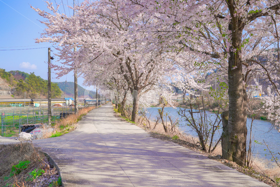 cherryblossoms,벚꽃,봄,꽃,꽃축제,순천만정원,순천,서천,핑크,분홍,핑크블라썸,시골,시골길,한적,산책,봄,계절,spring,season,자연,풍경,nature,landscape,한국자연풍경,한국자연경관,korea nature landscape,시골,마을,country,rural,town,색깔,색상,색채,색감,color sense,color sensitivity,feeling of color,plant,식물