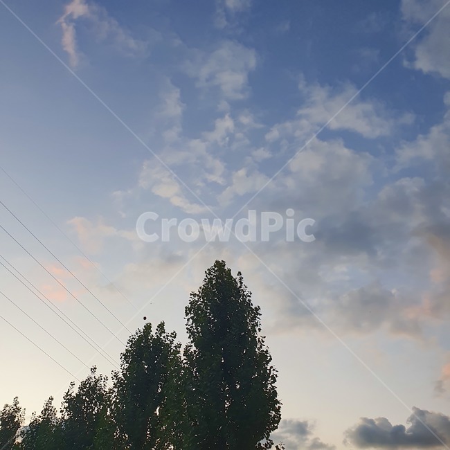 tree,나무,하늘,sky,구름,clouds,plant,식물,전나무,fir,bluesky,파란하늘